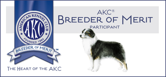 &nbsp;Crimson Miniature American Shepherds have been awarded Breeder of Merit Award from the&nbsp;American Kennel Club.